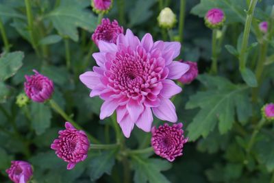 Close-up of pink flowers blooming outdoors