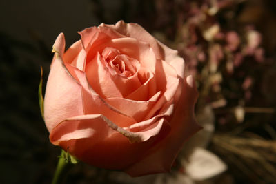 Close-up of rose bouquet