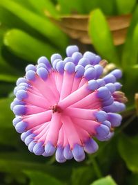 Close-up of purple flowers blooming outdoors