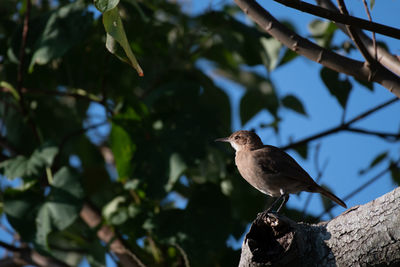 Bird perching on a tree