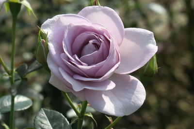 Close-up of white rose