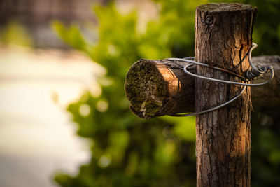 Close-up of wooden post