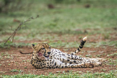 Close-up of a cat resting on field