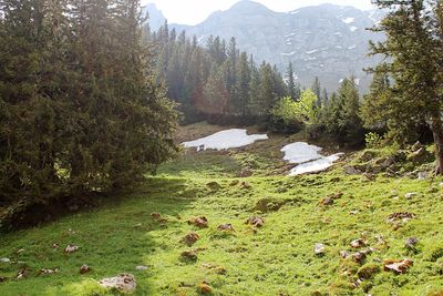 Trees in forest