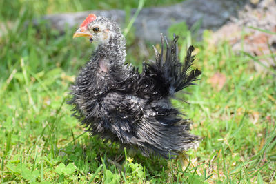 Close-up of bird on grass