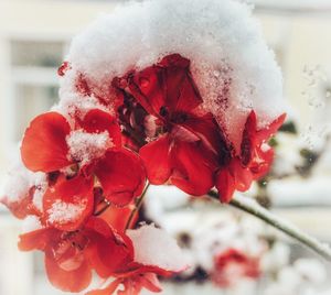 flowering plant