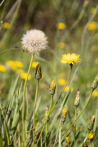 Close-up of flowering plant on field