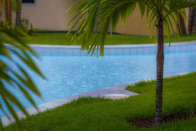 Palm trees by swimming pool
