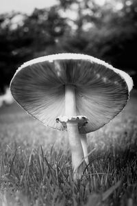 Close-up of mushroom growing on field