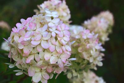 Close-up of hydrangea blooming outdoors