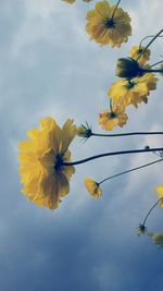 Low angle view of yellow flowering plant against sky