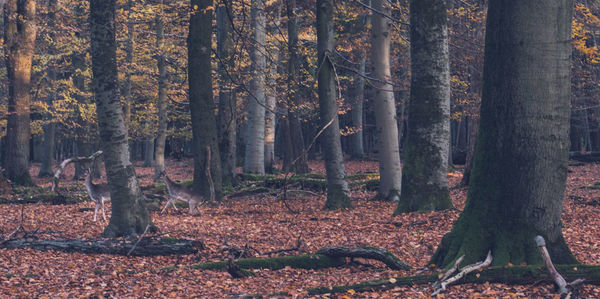 Trees in forest during autumn