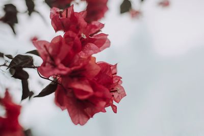 Close-up of red cherry blossom