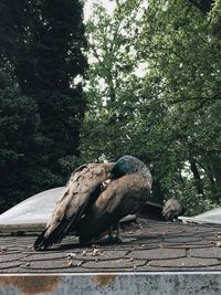 Bird perching on tree