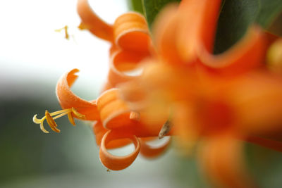 Close-up of orange flowers