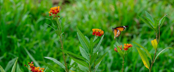 Close-up of butterfly pollinating on flower