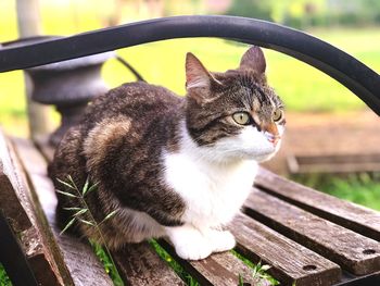 Portrait of a cat on bench