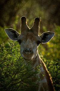Close-up of backlit head of southern giraffe