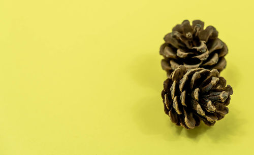 Close-up of pine cone on yellow background
