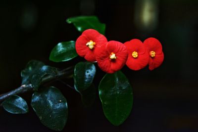 Close-up of flowers