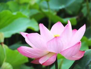 Close-up of pink water lily