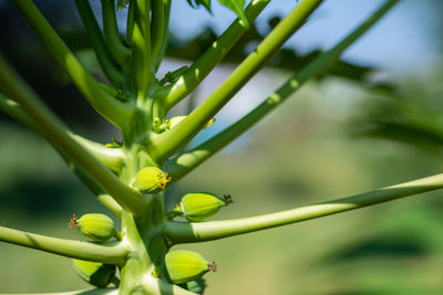 Close-up of green insect on plant