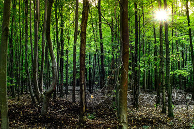 Sunlight streaming through trees in forest