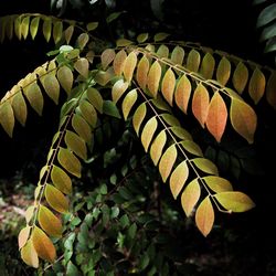 Close-up of green leaves on plant