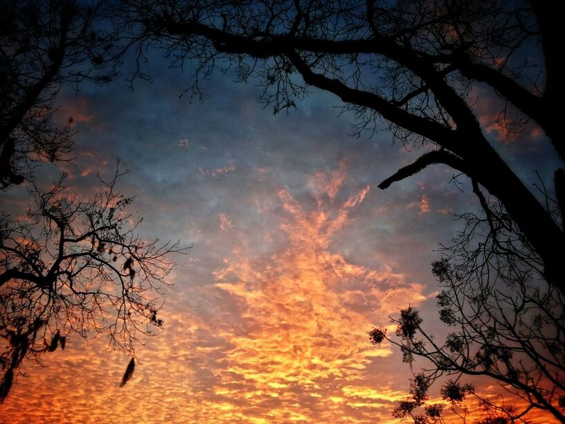 tree, branch, sky, sunset, tranquility, beauty in nature, bare tree, scenics, cloud - sky, silhouette, tranquil scene, low angle view, nature, orange color, idyllic, cloudy, dramatic sky, cloud, outdoors, no people