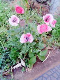 Pink flowers blooming outdoors