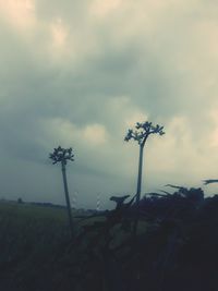 Flowering plants on field against sky during sunset