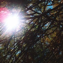 Low angle view of trees in forest