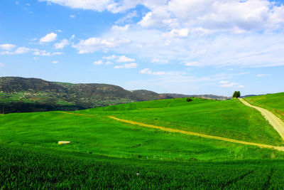 Scenic view of field against sky