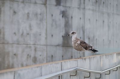 Close-up of bird perching