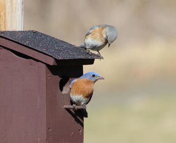 Close-up of birds perching on wood