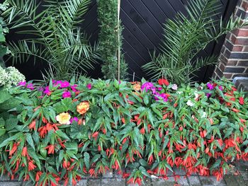 Close-up of flowers blooming outdoors