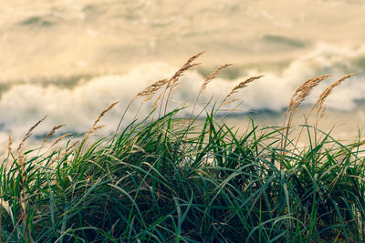 Rough grey sea with waves, dramatic cloudy grey sky with reeds and dry grass among the dunes