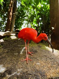 Side view of a bird on land