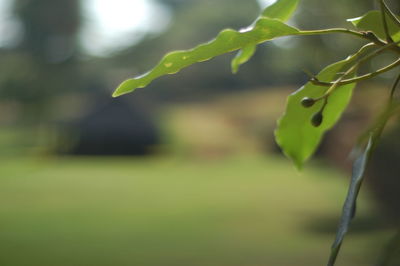 Close-up of fresh green plant