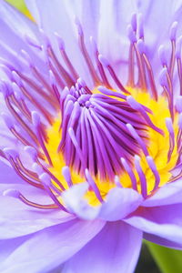 Close-up of purple flower