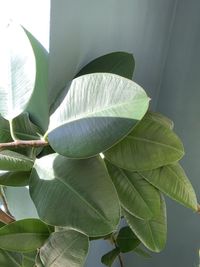 Low angle view of lotus leaves on plant