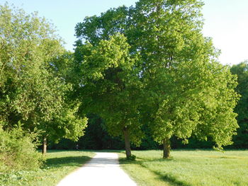 Trees in park