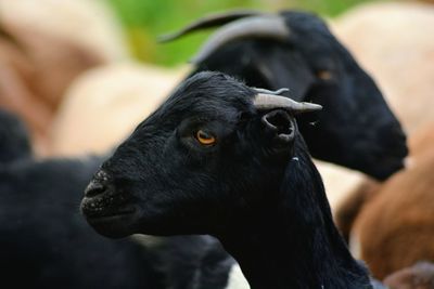 Close-up of black labrador