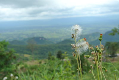 Close-up of flowering plant on land against sky