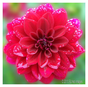 Close-up of red dahlia blooming outdoors