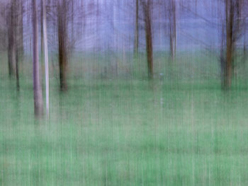 View of trees in forest