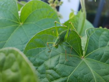 Close-up of insect on leaf