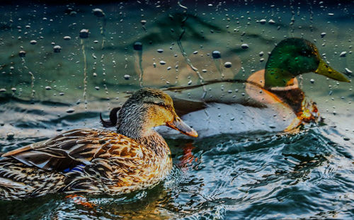 Ducks in a lake