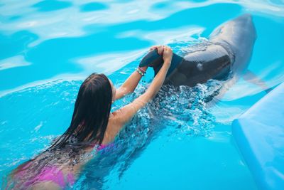 High angle view of woman swimming with dolphin in pool