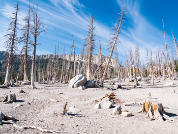 Panoramic view of people on snow covered field against sky